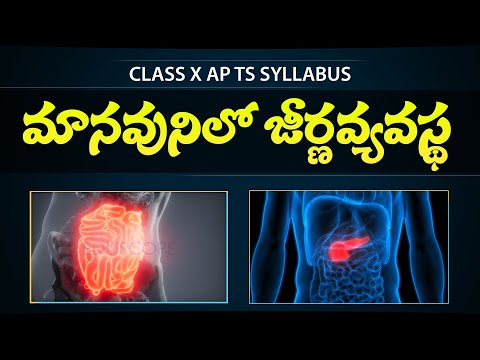 DIGESTION ABSORPTION in telugu  -  Manavunilo jeerna kriya  - Class 10th biology  -  Eduscope 10th science