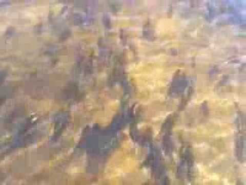 PZW - Zarybienie wód Okręgu PZW w Ciechanowie - rzeka Wkra