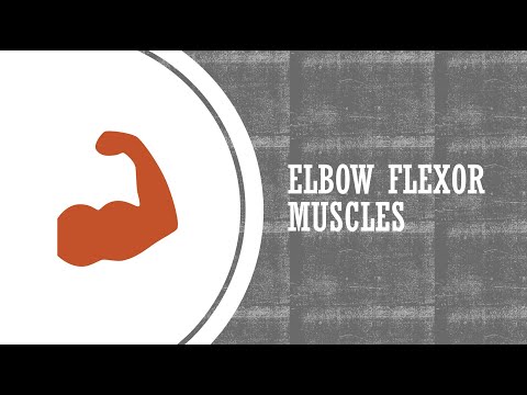 Elbow Flexor Muscles Functional Anatomy