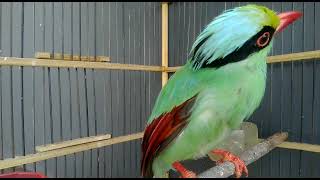 Download lagu BURUNG EKEK KELING MUDA BELAJAR BUNYI COCOK UNTUK PANCINGAN mp3 Download lagu BURUNG EKEK KELING MUDA BELAJAR BUNYI COCOK UNTUK PANCINGAN mp3