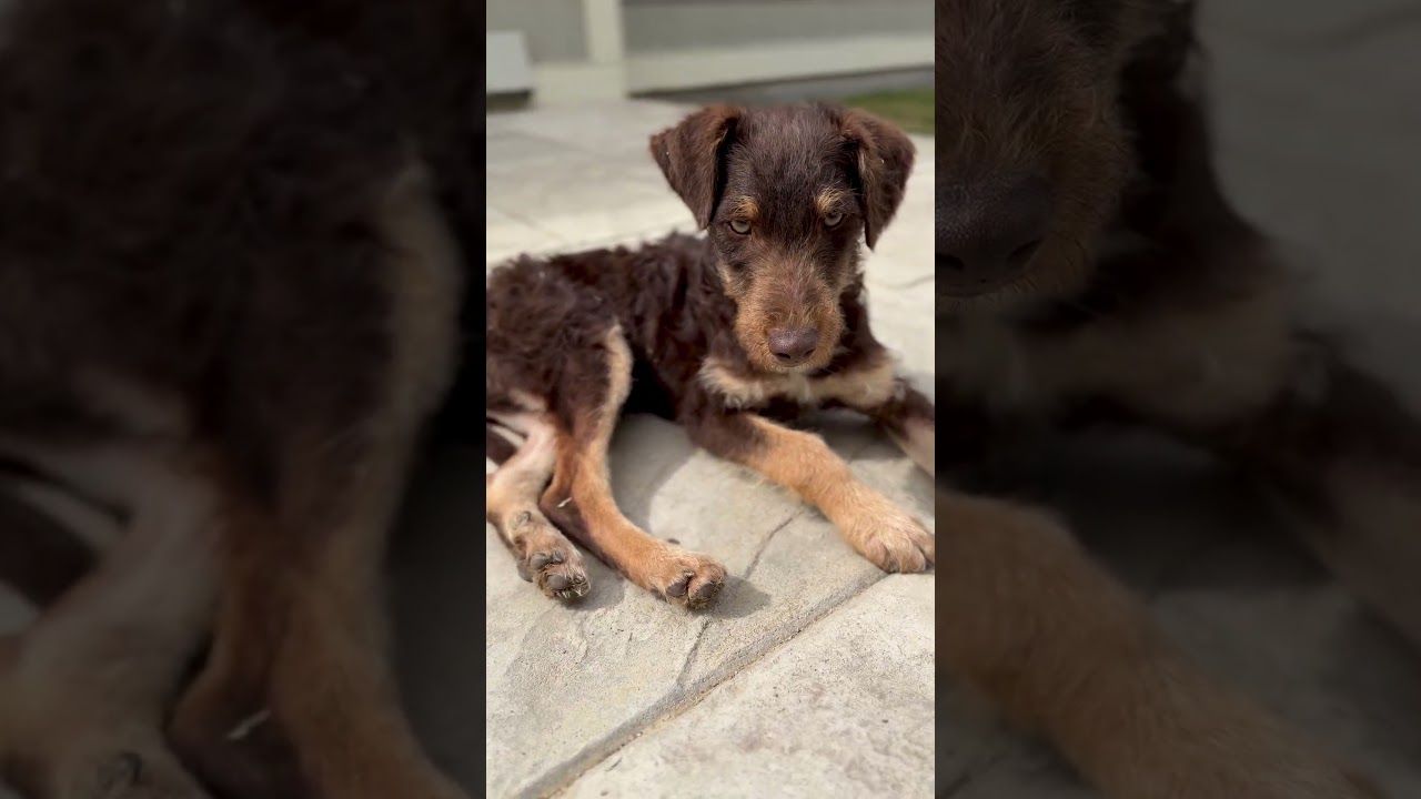 Enlarge Rufus, a ADOPTABLE mixed breed in Fort Collins, CO video 5/6