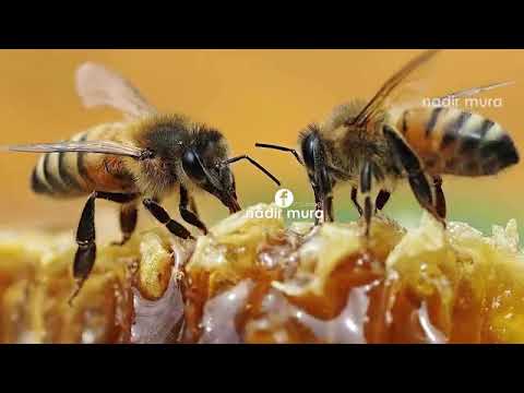 JA SI KRIJOHET MJALTI, MARMELLATA I SIGURT QE DO HABITENI😳