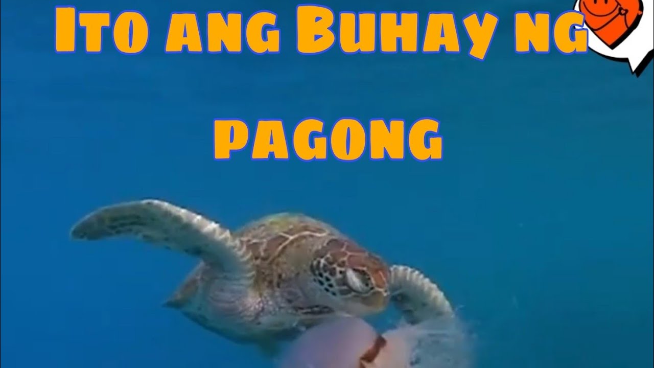 🔴 ITO PALA ANG PAGKAIN NG PAGONG