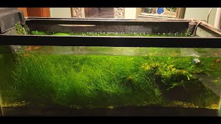 Office Tank Get A Serious Plant Trimming (B&A)