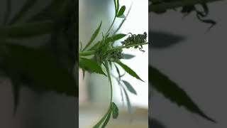 PABLO ESCOBAR AND WEED EDIT