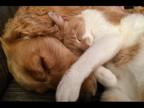 PET THERAPY - Sleep Music For Cats and Dogs ♥♥♥ Soothes and Relieves Stress and Anxiety