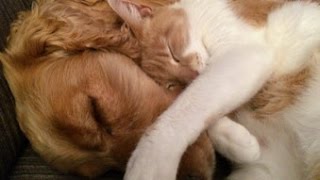 PET THERAPY - Sleep Music For Cats and Dogs ♥♥♥ Soothes and Relieves Stress and Anxiety