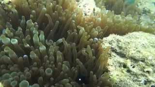 preview picture of video 'scuba diving at North Bay Island Andaman'