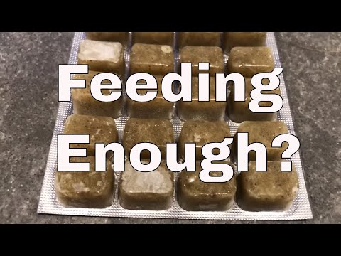 How to feed a saltwater tank properly