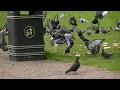 A Seagull Hunting