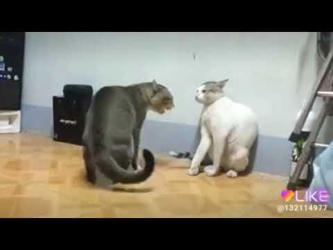 Funny cats