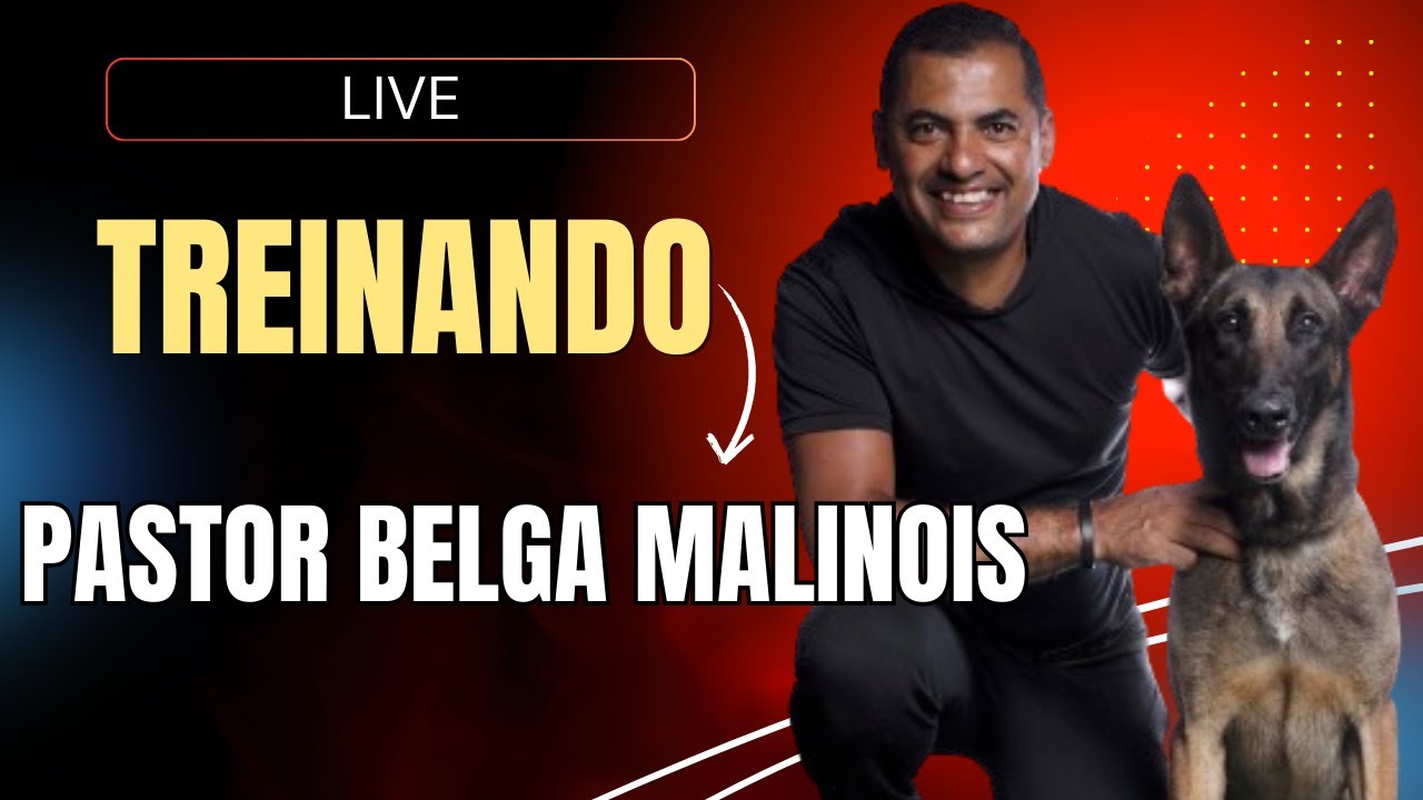 ADESTRANDO UM PASTOR BELGA MALINOIS EM ALTA PERFORMANCE I AO VIVO