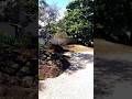 Local ️ Okazaki 奥殿陣屋 Relaxing Place Japanese Culture Structure Gardens Japanesegarden