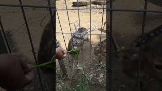 Download lagu MEMBERI MAKAN RUSAAA DI KANDANGNYA LANGSUNGGG... mp3