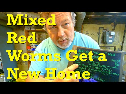 Mixed red worms from 400-day system relocated into new home - vermicompost