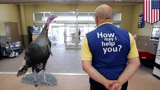 Turkey runs wild in Walmart: Elderly greeter fired after turkey enters the store - TomoNews