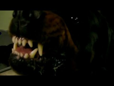 86 Family - EIGHT SIX THE FAMILY - Official Music Video