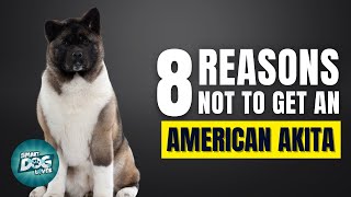 8 Reasons Why You Should Not Get an American Akita