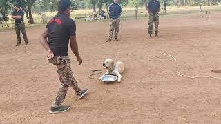 Dog not eating food without owner permission 😂।। how to control your dog