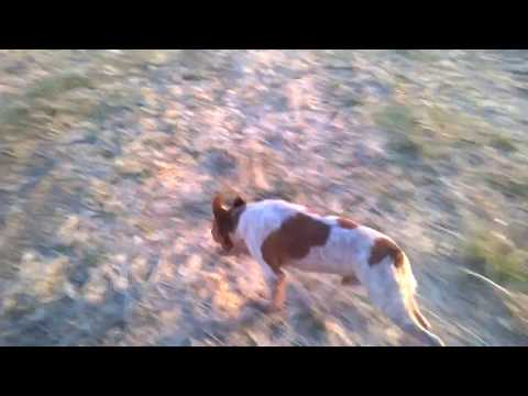 XIKI DE TRASSIERRA  (Eco de Vaturyvaga X Viana de Trassierra)