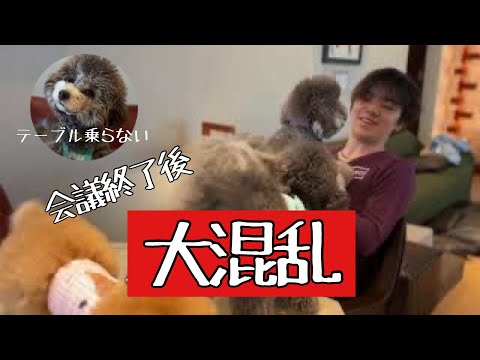 【第5回Uno1ワン会議開催‼️】#uno1ワンチャンネル #宇野昌磨 #宇野樹 #トイプードル生活 #フィギュアスケート #いぬとの暮らし #プリンスアイスワールド