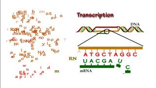 Lab 8 - Gene Expression - Transcription, Translation and Protein Synthesis.
