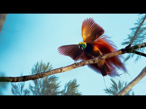 10 Most Bizarre Bird of Paradise Dances You've Never Seen Before