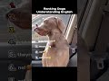 When Dog Understanding English