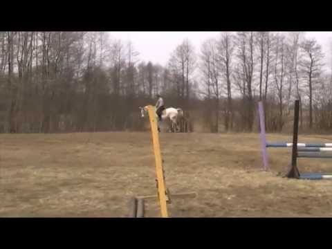 Mare Karmelita for sale