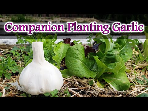 How To Grow Garlic Indoors Anytime Anywhere