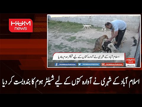Shelter home for stray dogs was arranged by a citizen of Islamabad