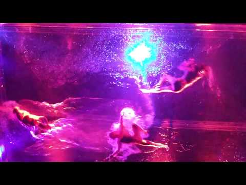 download lagu mp3 mp4 Eurovision Pool, download lagu Eurovision Pool gratis, unduh video klip Eurovision Pool