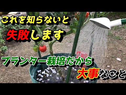 梨とチェリートマトは鉢植えでの栽培に最適です