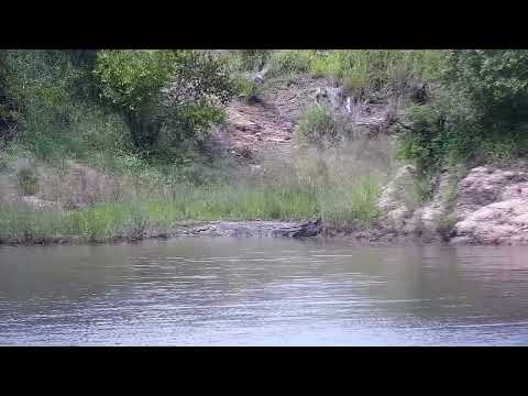 Djuma: Crocodile - 13:20 - 03/03/2023