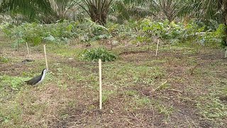 Download lagu Begini kira2 kalu spot sering di pikat #mikatruakruak  mp3