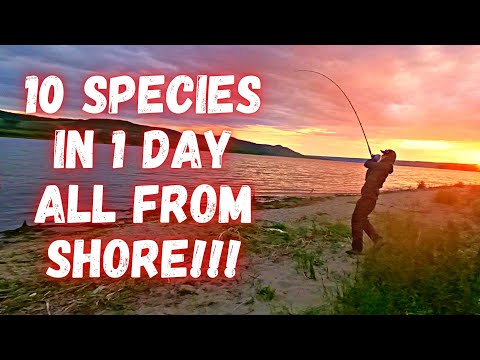 Saskatchewan Multi-Species Shore Fishing Slay Day!