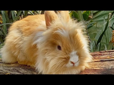 5_IVAN_ CORRIDA VIRTUAL ANIMAL 2026: IRACEMÁPOLIS, SÃO PAULO, BRASIL ( Coelha cabeça de leão) 