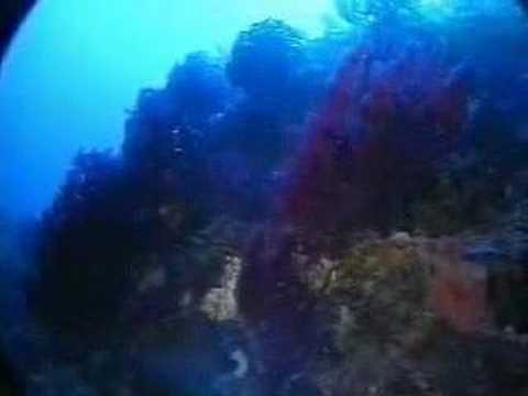 Coral reef, scuba divin Croatia Island Vis