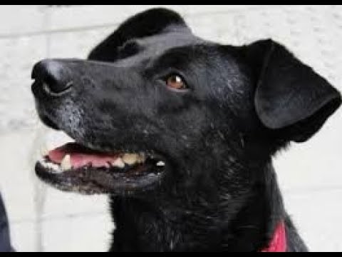 Orando  al negro matapacos