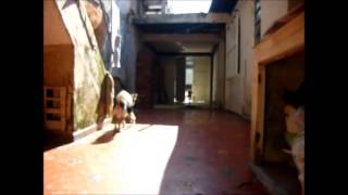 Juneca &amp; Tódi ("Empty Eyes" - Plastic Flowers)