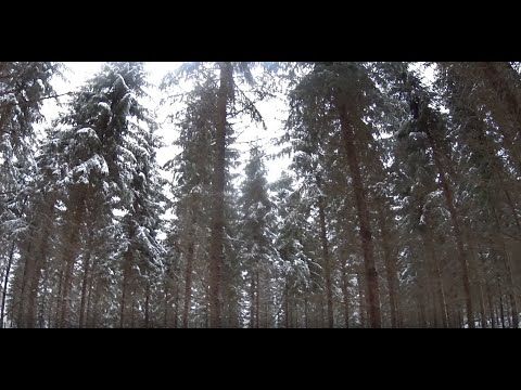 Metsolan Metsäkoulu 253 - Paras ensiharvennuksen ajankohta?