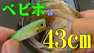 Miniature de la vidéo Pêche d'un joli black-bass au leurre de surface Lucky Craft Bevy Popper