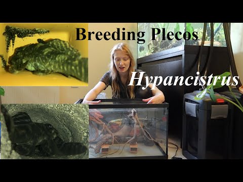 Hypancistrus zebra — nastavenie chovnej nádrže