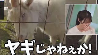 人間のランチリポートなのにヤギレポートが届いて笑っちゃうお天気お姉さん【青原桃香】