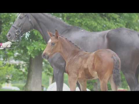 LOT 3 - Stutfohlen n. Van Gogh a.d. Diorella G n. Michelangelo