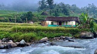 Download lagu Hidup di desa, Menginap Dirumah Pinggir Sungai, Ini Yang Akan Dirasakan mp3