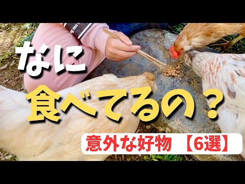 鶏にとって有毒な食べ物は何ですか?  庭園