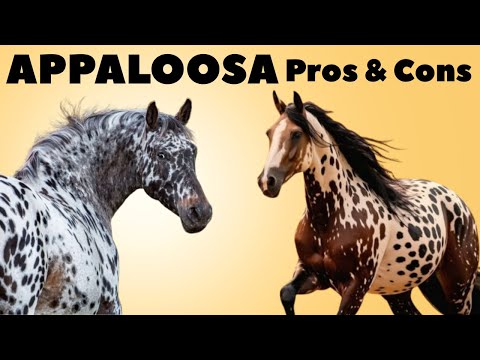 Appaloosa Horse Pro & Cons