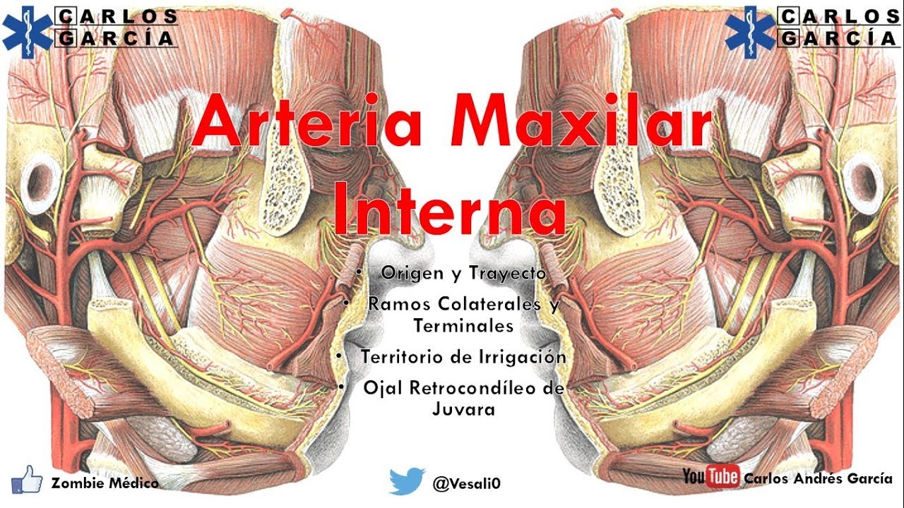 Anatomía - Arteria Maxilar Interna (Origen, Trayecto y Relaciones, Ramas)