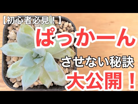 葉の厚い植物